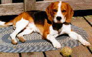 Cervical Dysplasia dog
